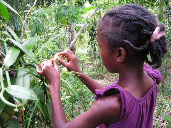Girl learning to pollinate vanilla flowers